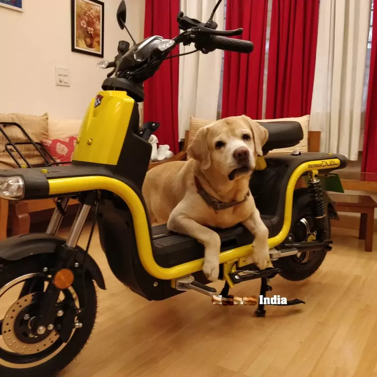 Dog sitting on Okinawa Dual 100, Yellow Color scooter
